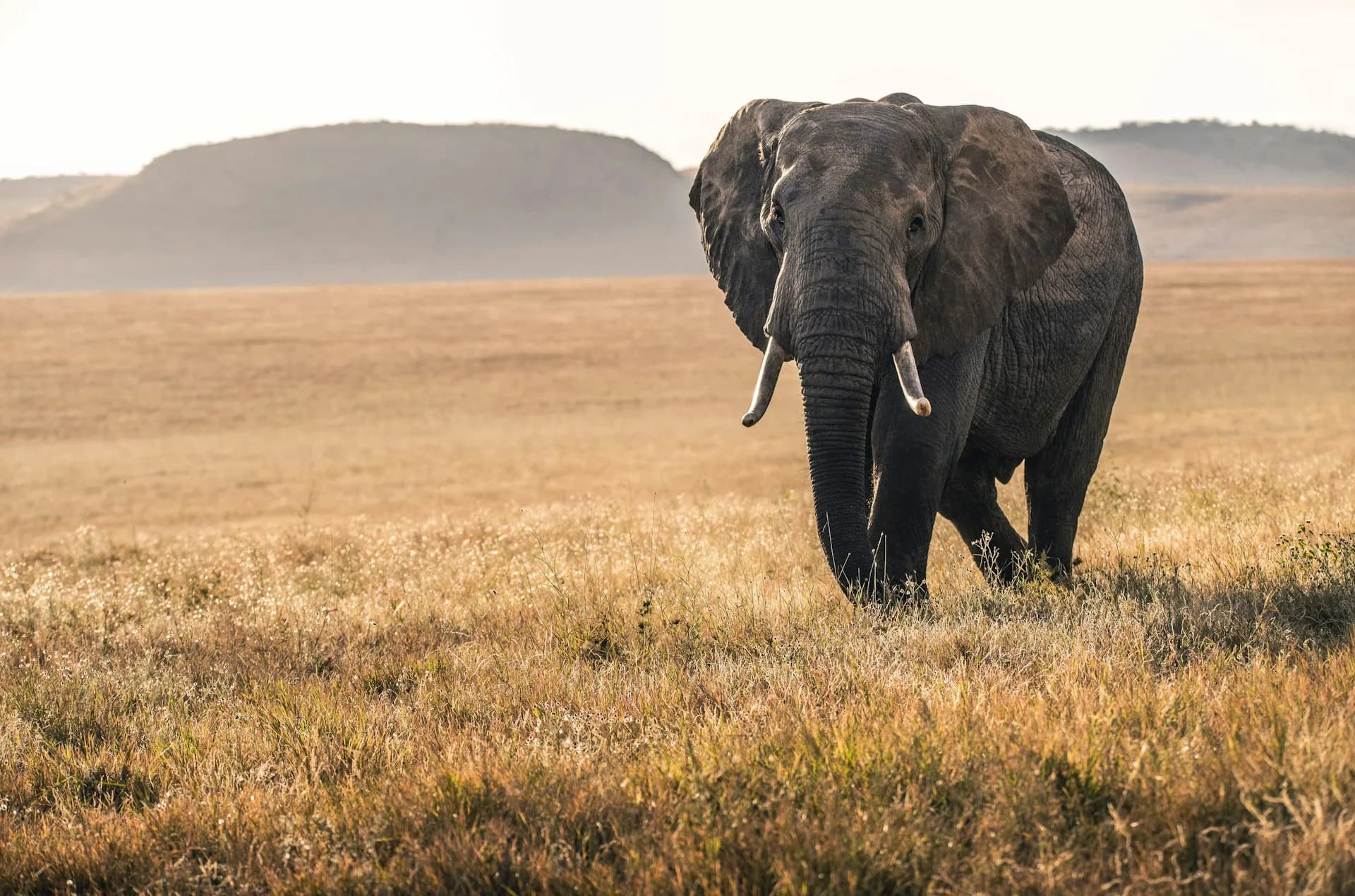 The Elephant Rope Story: Breaking Free from Limiting Beliefs