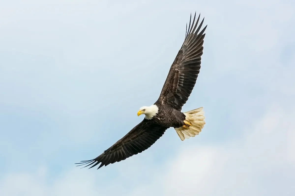 The Eagle’s Way: 7 Leadership Lessons for Growth & Success